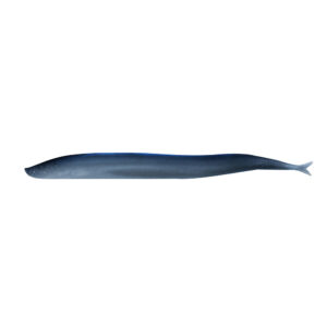 Image 1: Berkley Gulp!® Saltwater Sand Eel - 5" - Silver Mud